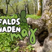 Knotigt träd omgivet av ramslöksblad