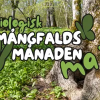 Knotigt träd omgivet av ramslöksblad