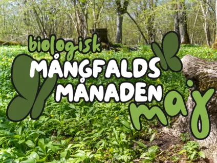 Knotigt träd omgivet av ramslöksblad
