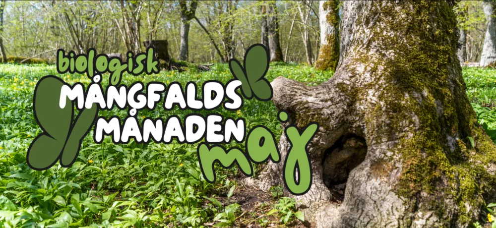 Knotigt träd omgivet av ramslöksblad