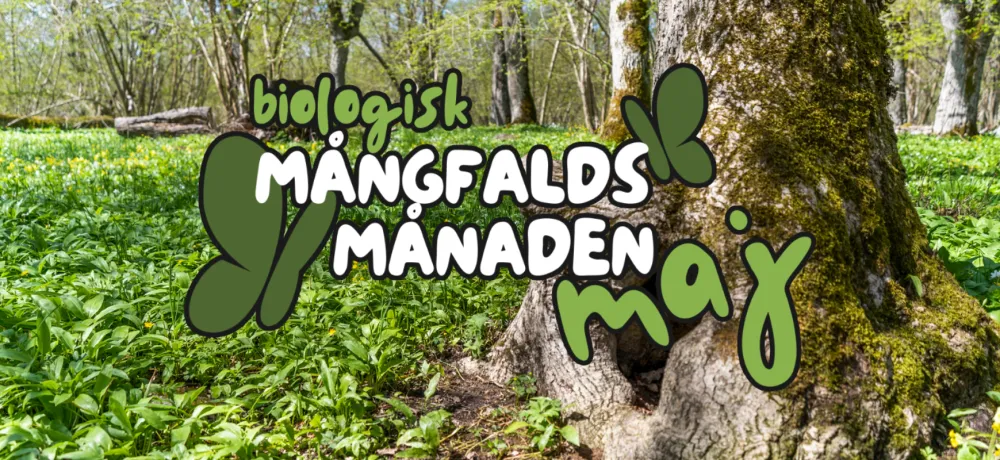 Knotigt träd omgivet av ramslöksblad