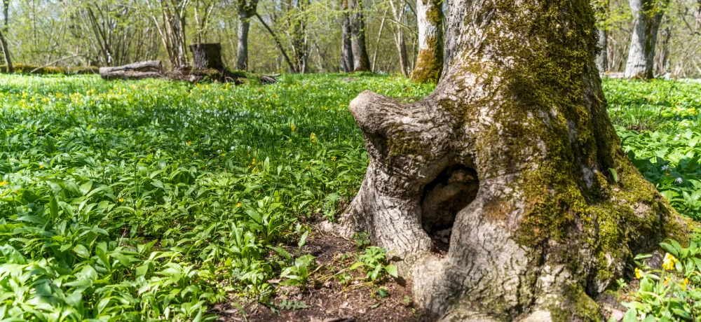 Knotigt träd omgivet av ramslöksblad